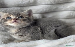 British Shorthair cats for sale: Gorgeous British Short-hair cross Kittens  - Image 11