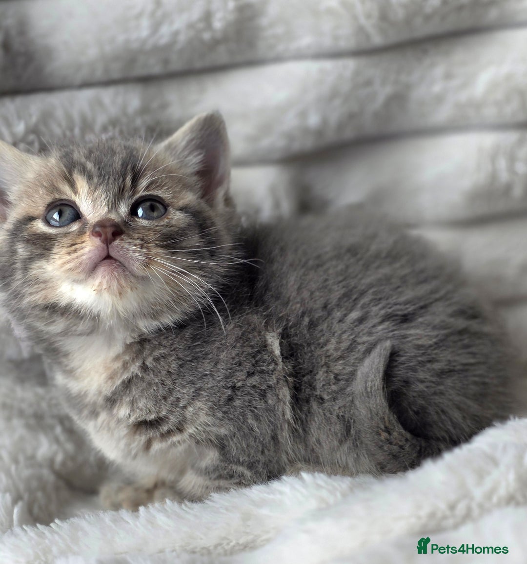 British Shorthair cats for sale: Gorgeous British Short-hair cross Kittens  - Image 11