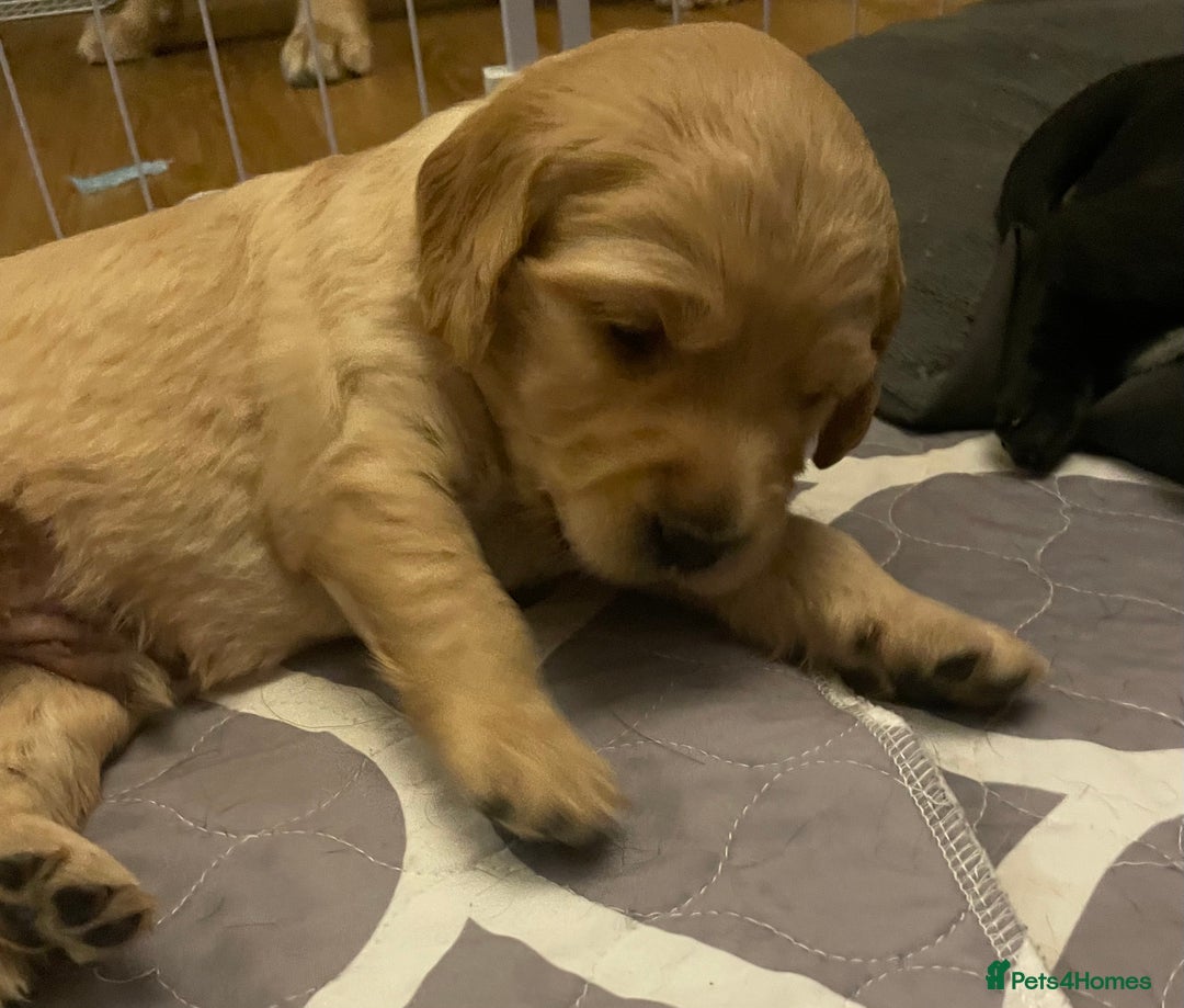 Cockerdor dogs for sale: Cocker Retriever aka Cockerdor bundles of joy - Advert 9