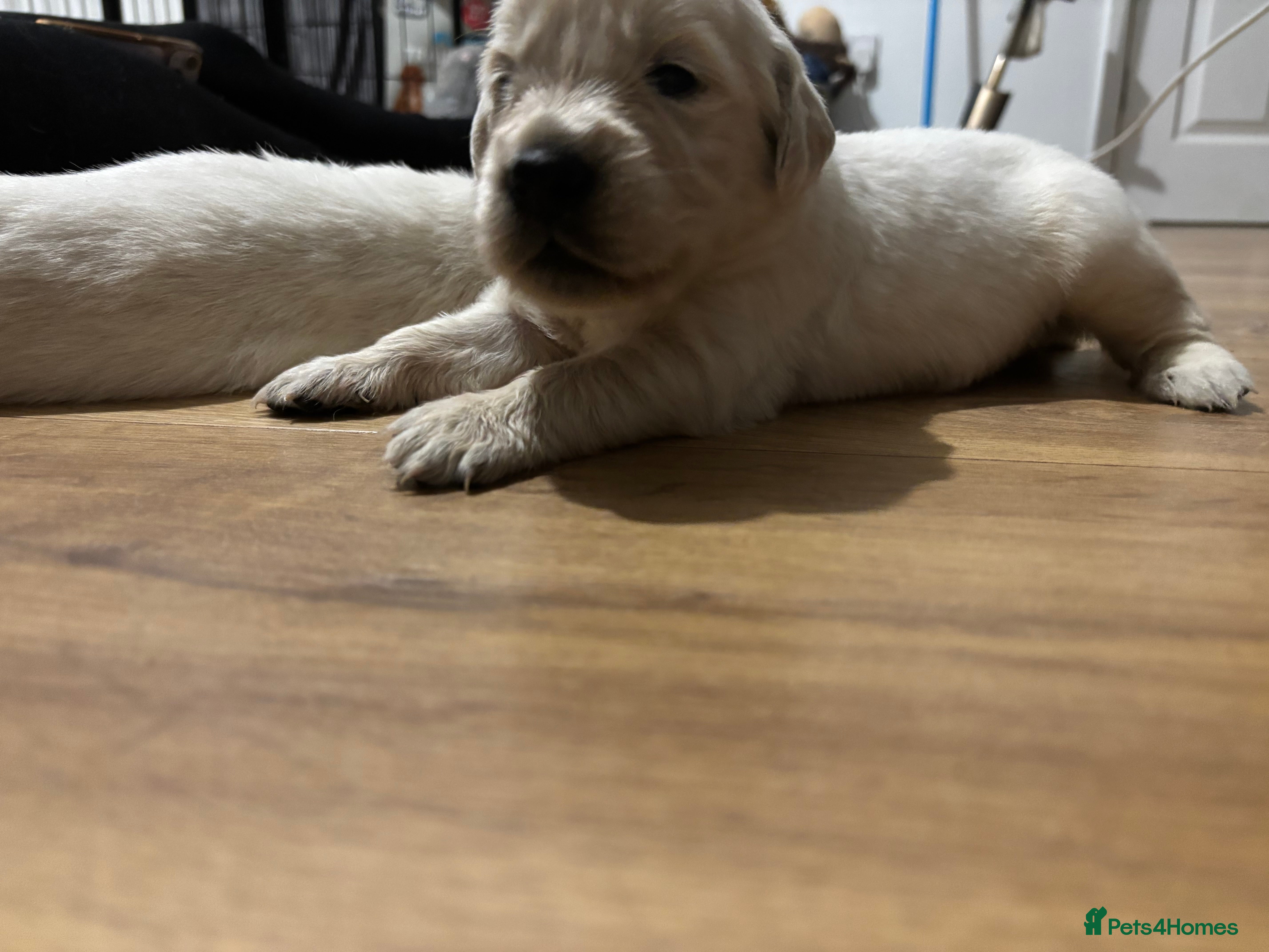 Golden Retriever dogs Golden retriever puppies - Advert 1