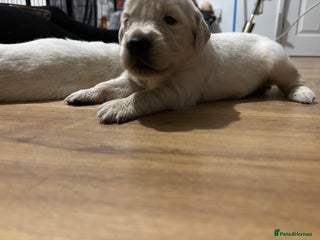 Golden Retriever dogs Golden retriever puppies - Advert 12