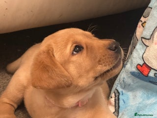 Labrador Retriever dogs **last few beautiful Labradors remaining** - Advert 18