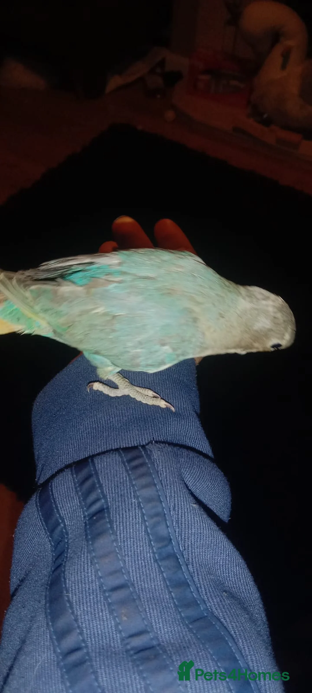 Lovebirds birds for sale: 8 tame lovebirds  - Advert 5