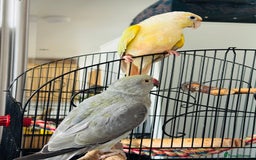 Ringnecks birds for sale: Beautiful Mixed Coloured Ringneck with Large cage  - Image 3