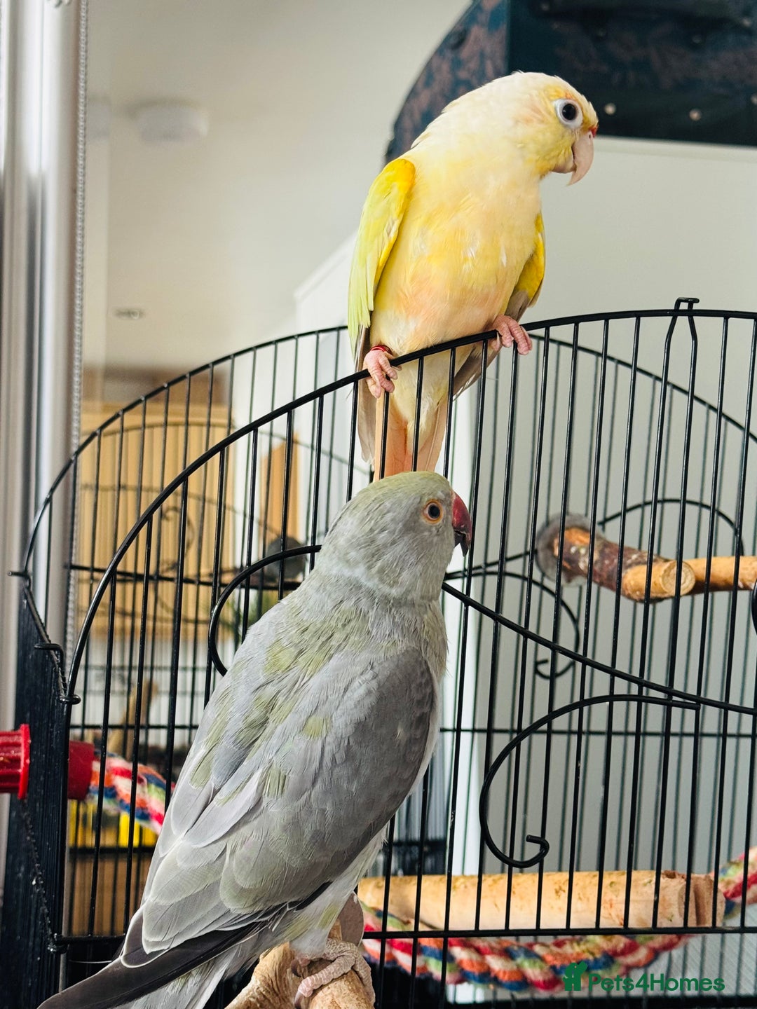 Ringnecks birds for sale: Beautiful Mixed Coloured Ringneck with Large cage  - Image 3