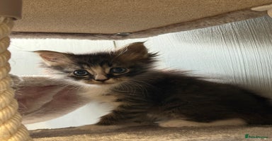 Maine Coon cats - Advert 2