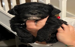 Mixed Breed dogs for sale: Meet our Beautiful Little Frockers ! - Image 17
