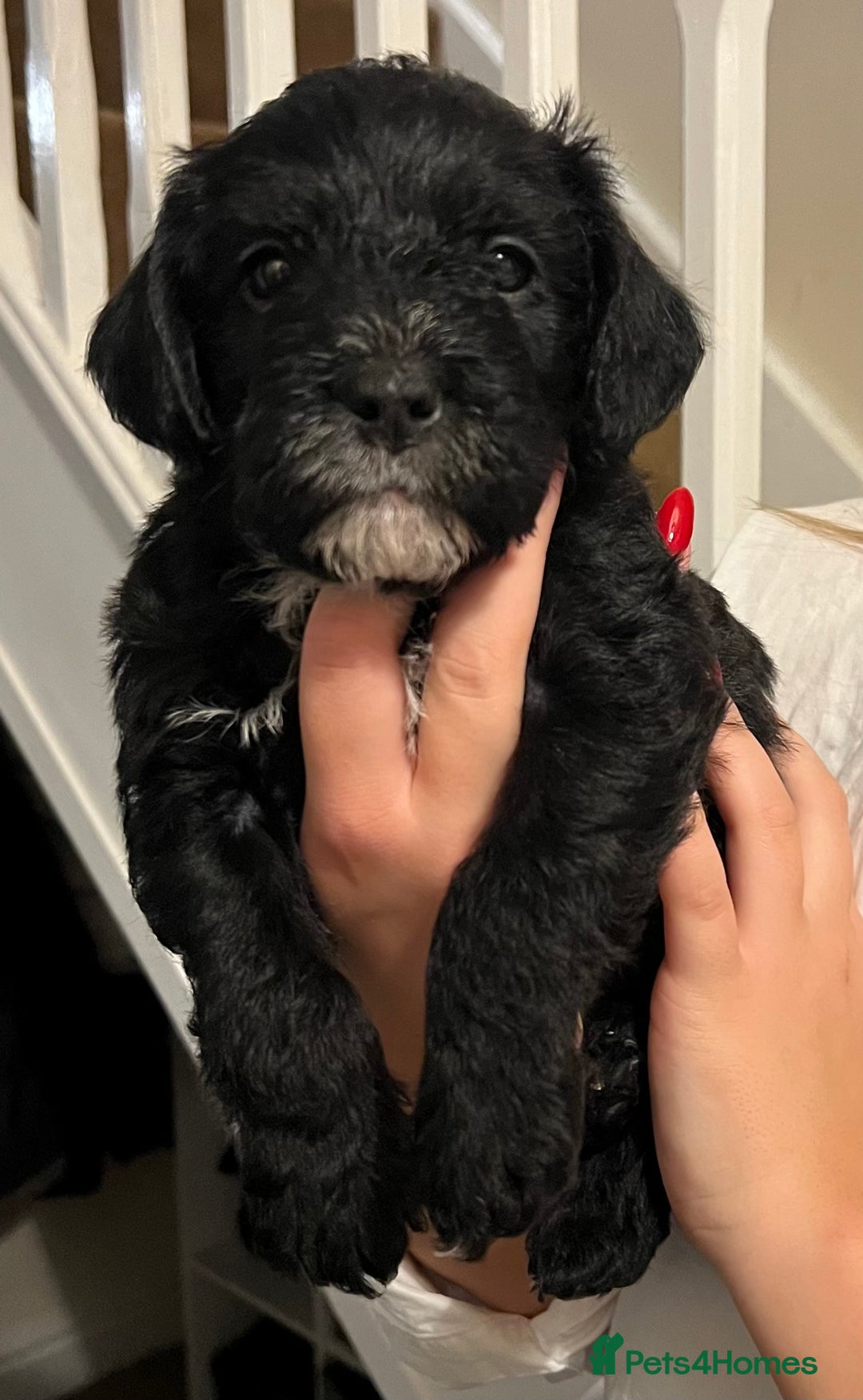 Mixed Breed dogs for sale: Meet our Beautiful Little Frockers ! - Image 17