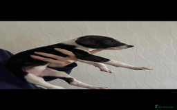 Lurcher dogs for sale: Saluki bull greyhound lurcher puppy’s pups puppies - Image 4