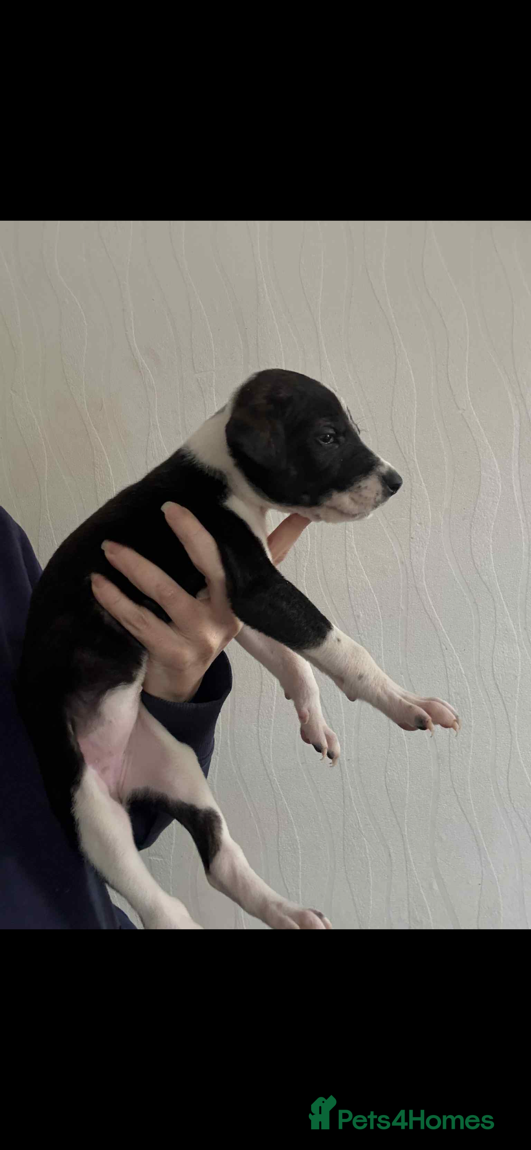 Lurcher dogs for sale: Saluki bull greyhound lurcher puppy’s pups puppies - Image 4