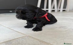 Cocker Spaniel dogs for sale: ****only 2 left****Stunning cocker puppies - Image 15