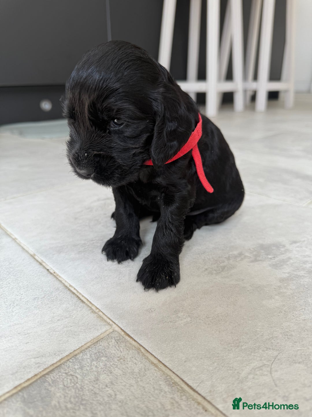 Cocker Spaniel dogs for sale: ****only 2 left****Stunning cocker puppies - Image 15