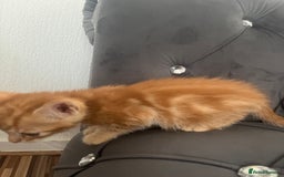 Bengal cats for sale: Bengal Kittens - Image 8