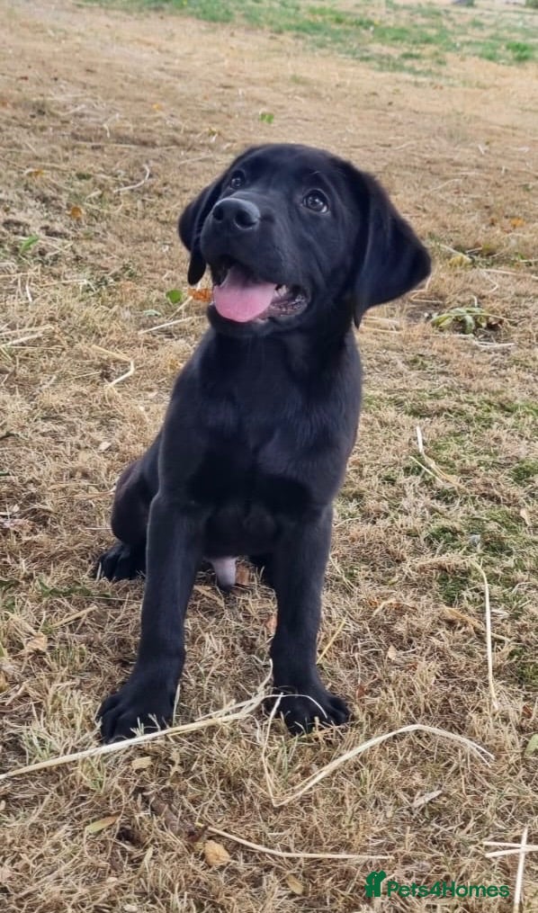 Labrador Retriever dogs Kc registered Labradors from 5⭐️ licensed breeder - Advert 1