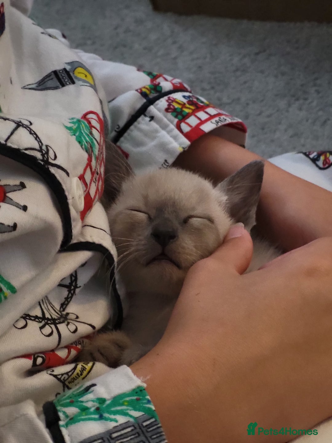 Siamese cats for sale: Old Style Siamese Kittens. Raised with love & care - Image 30