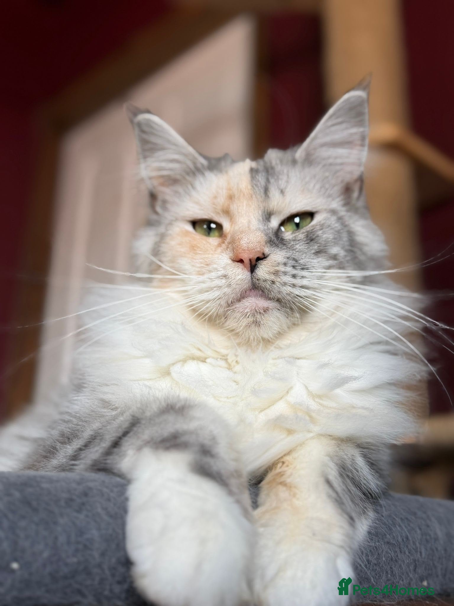 Maine Coon cats MaineCoon Girls Available | Full Registered  - Advert 1