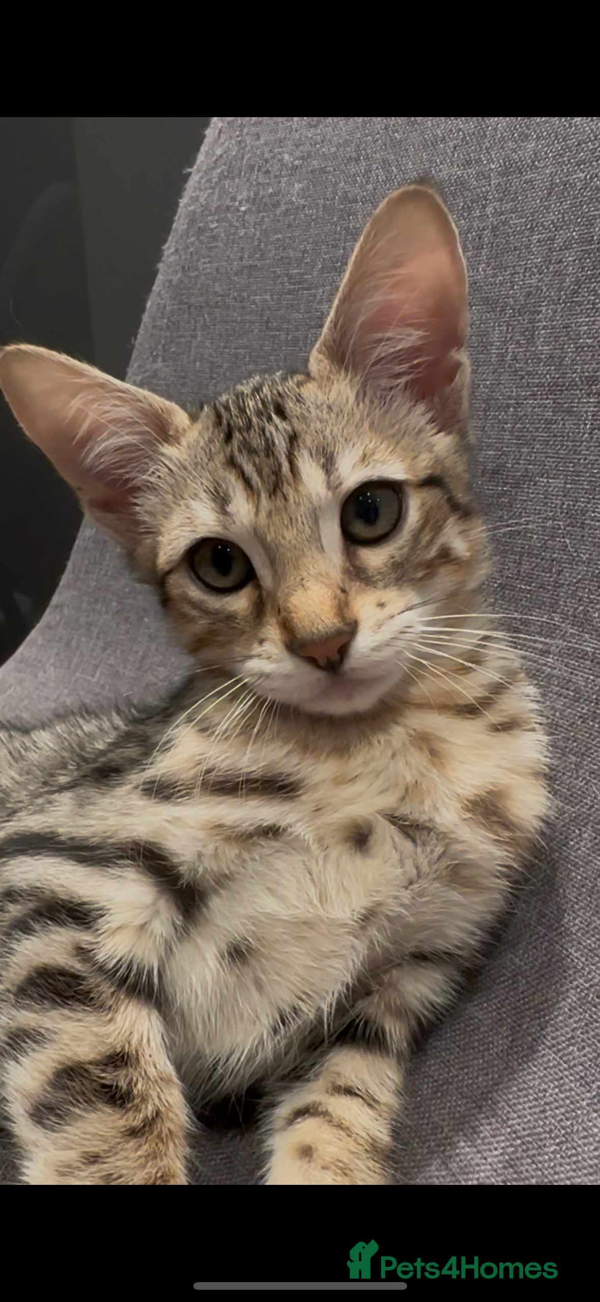 Mixed Breed cats Sepia Bengal X Savannah kittens Extremely rare  - Advert 4