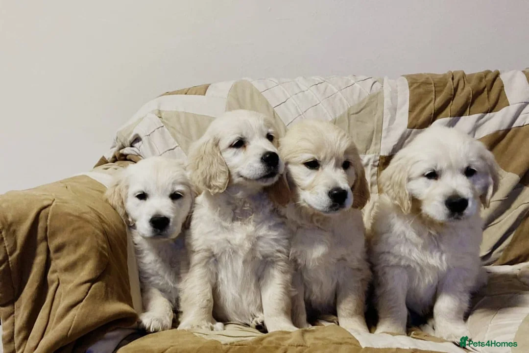Golden Retriever dogs for sale: STUNNING GOLDEN RETRIEVER PUPPIES  in Manchester - Advert 2