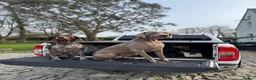 Weimaraner dogs for sale: WEIMARANER  in Barry - Advert 5