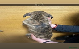 Mixed Breed dogs for sale: Puppies for sale  - Image 31