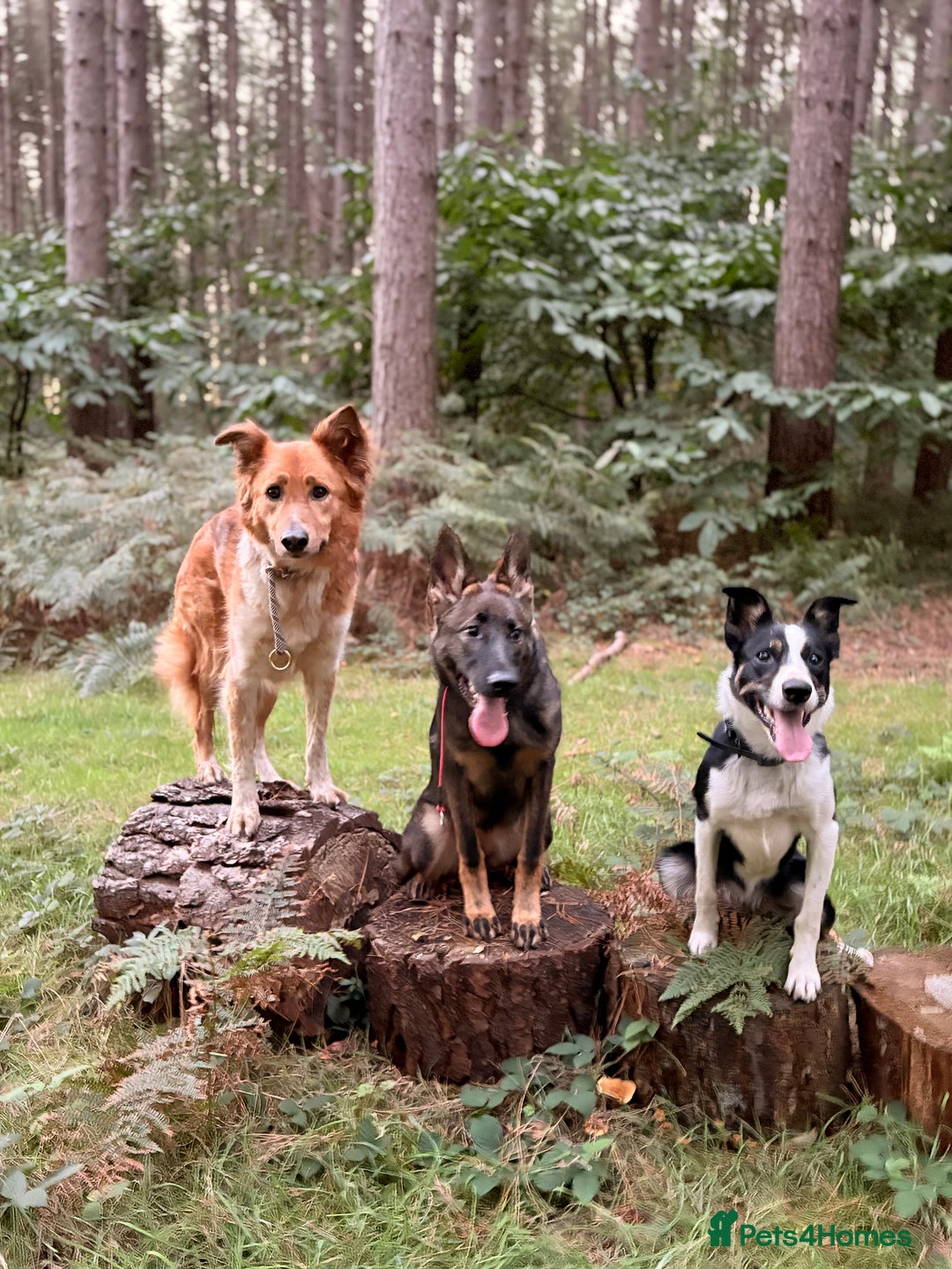 Canaan Dog dogs for sale: URGENT HOME NEEDED - Advert 3