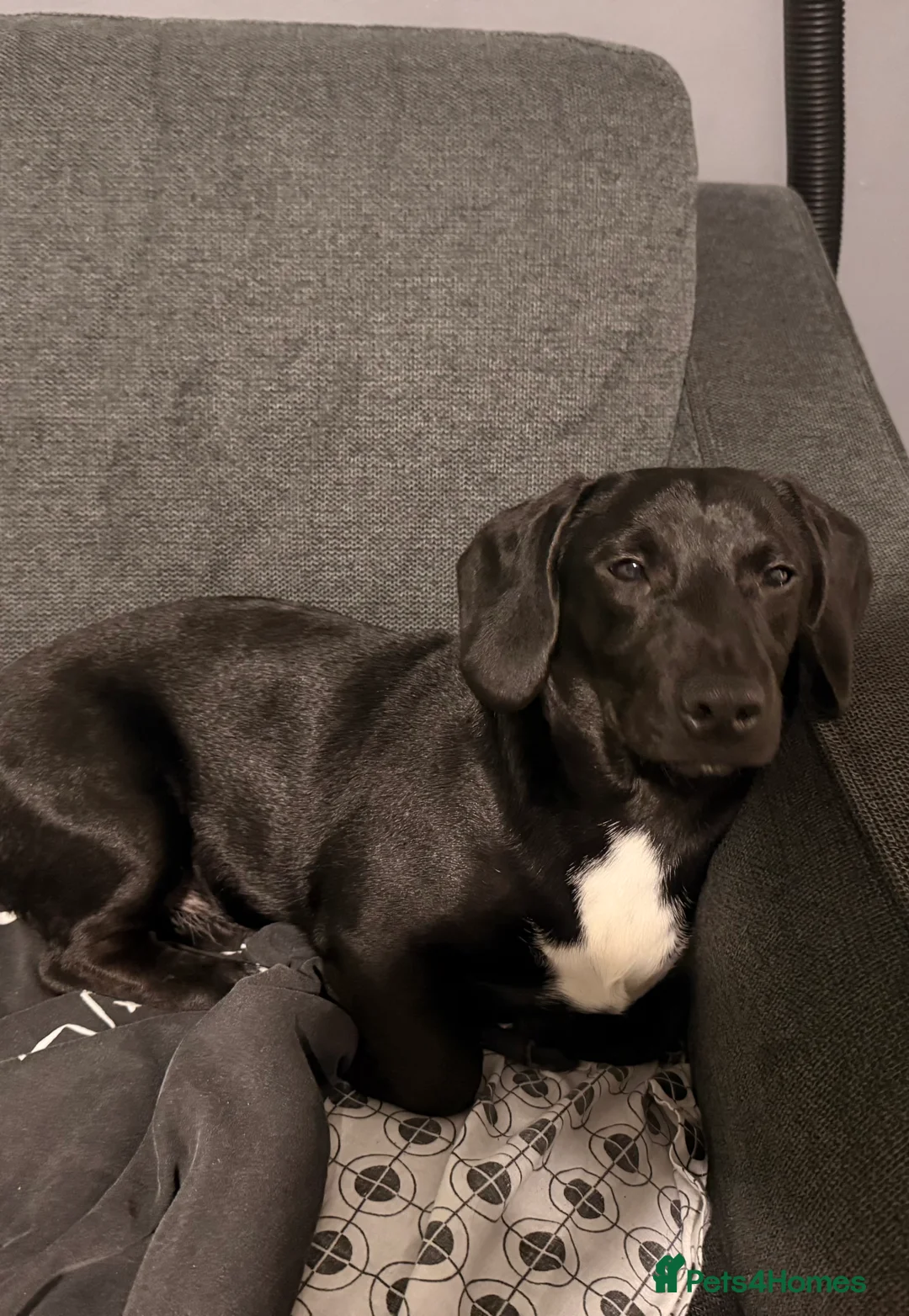 Mixed Breed dogs for sale: Smooth coated beagle/dachshund   - Advert 3