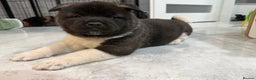 Akita dogs for sale: AMERICAN AKITA LOOKING FOR HOME - Advert 30