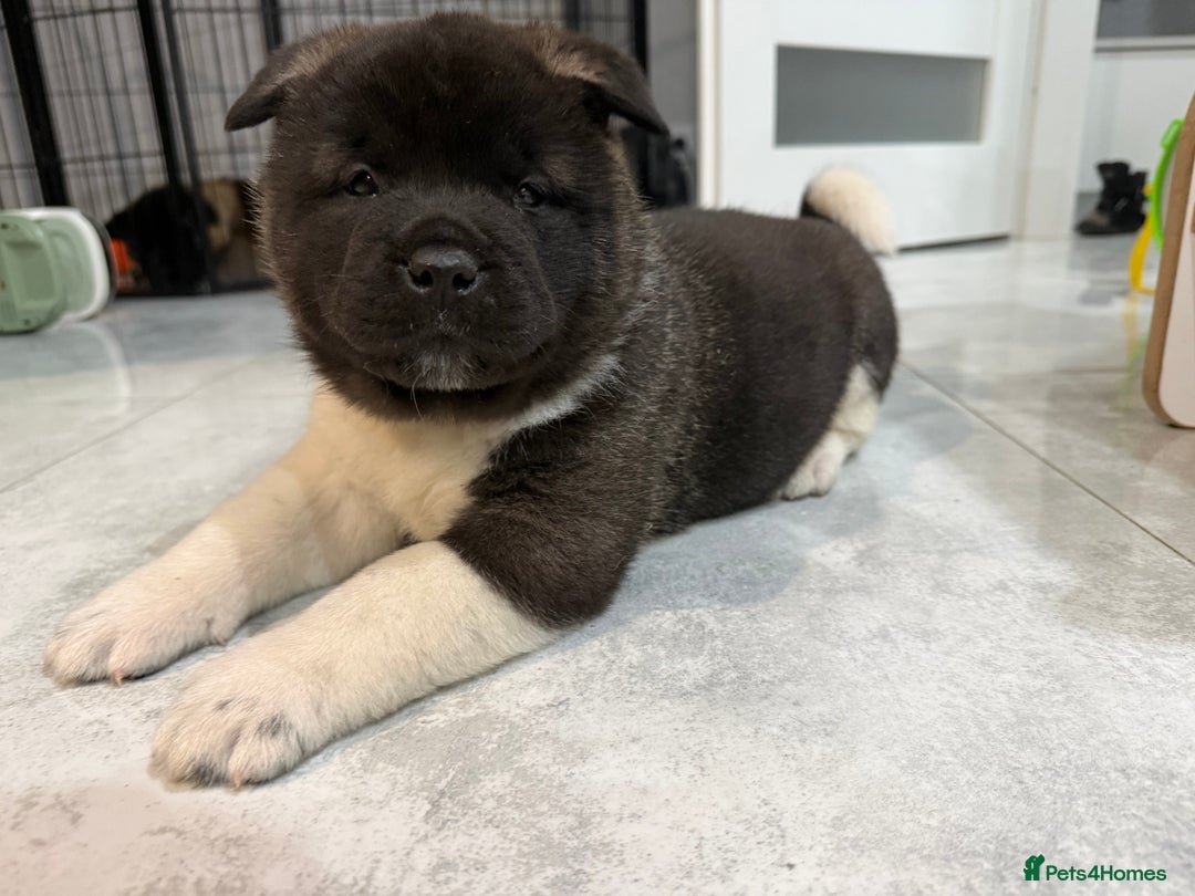 Akita dogs for sale: AMERICAN AKITA LOOKING FOR HOME - Advert 30