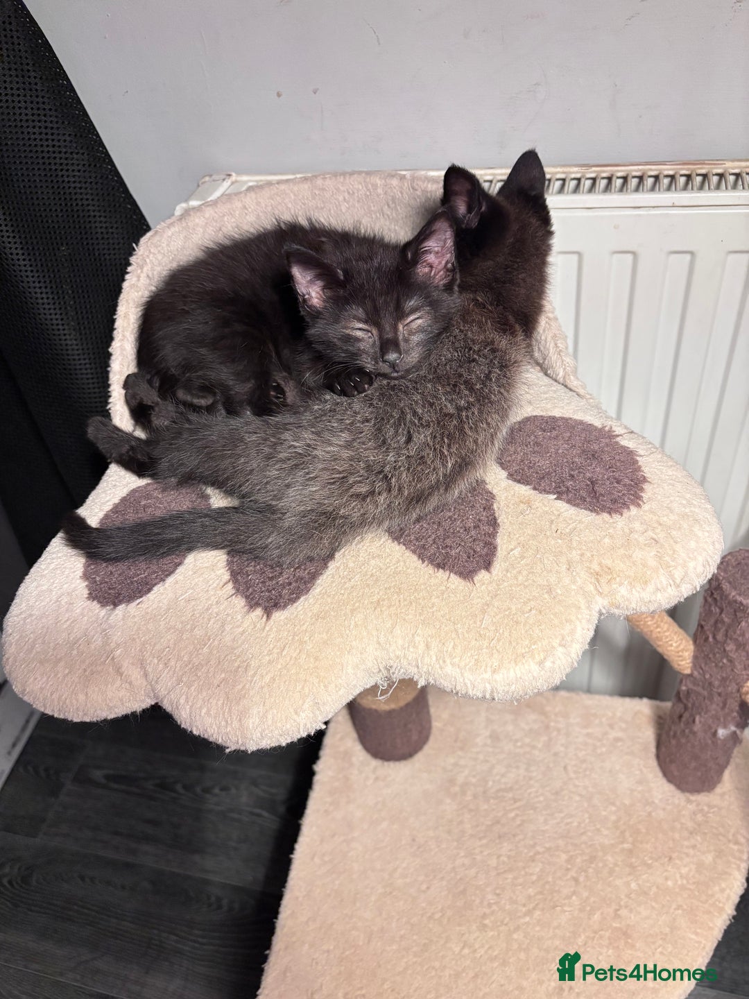 Mixed Breed cats for sale: READY NOW  - Advert 3