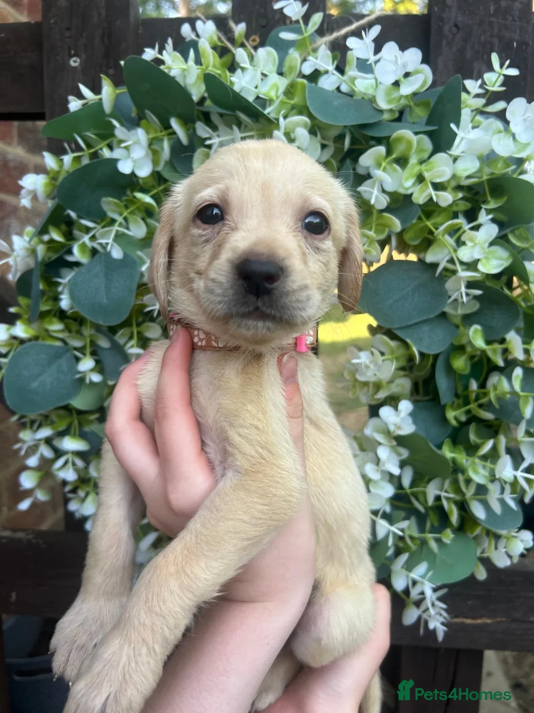 Labrador Retriever dogs for sale: Stunning yellow Labrador girl ready 11 July £1295 - Advert 2