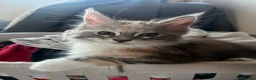 Maine Coon cats for sale: Last available kitten  - Advert 8