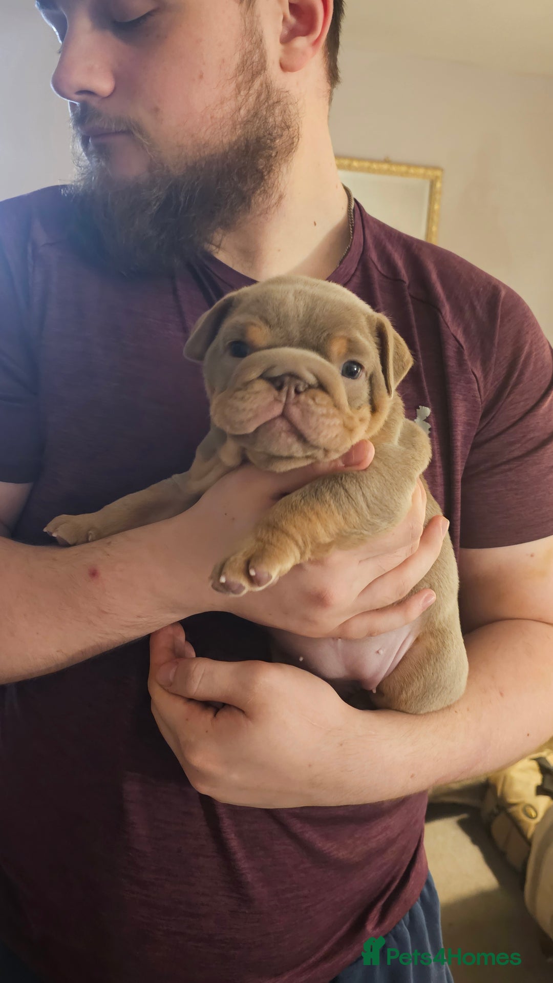 English Bulldog dogs for sale:  English Bulldogs - Advert 4