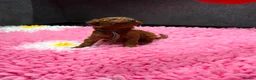 Cavapoo dogs for sale: F1BB Toy Cavapoo in Peterborough - Advert 7