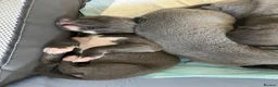 Whippet dogs for sale: Stunning KC registered solid blue whippet puppies - Advert 5