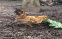 Chickens poultry for sale: serama rooster chick for sale  - Image 5