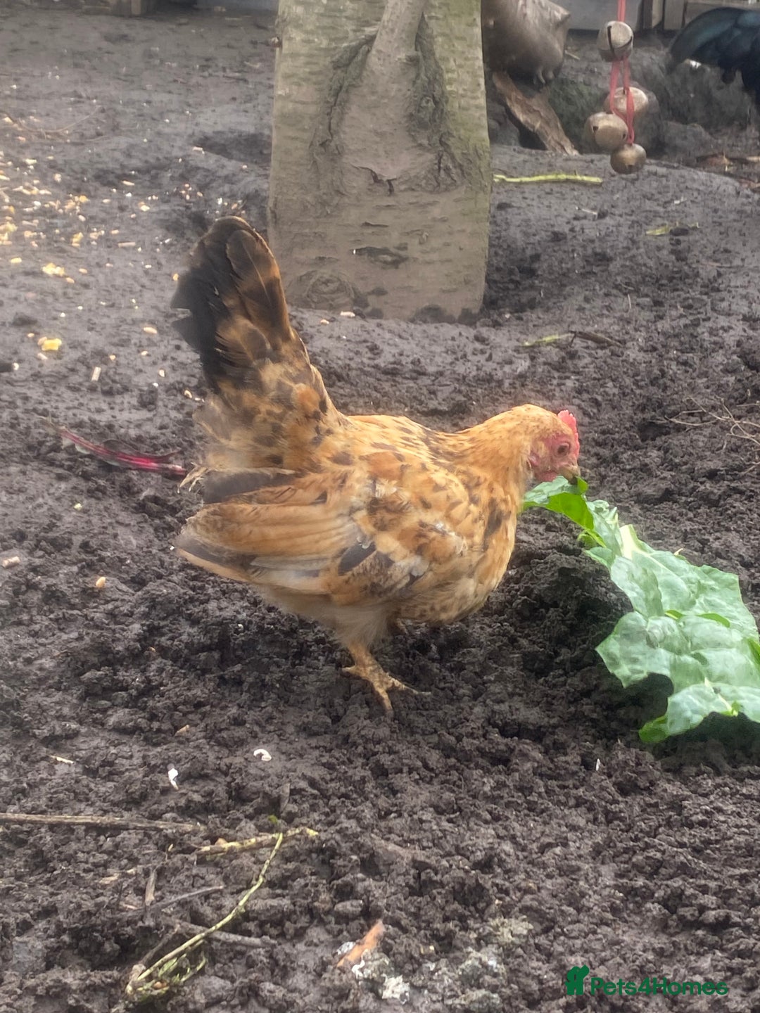 Chickens poultry for sale: serama rooster chick for sale  - Image 5