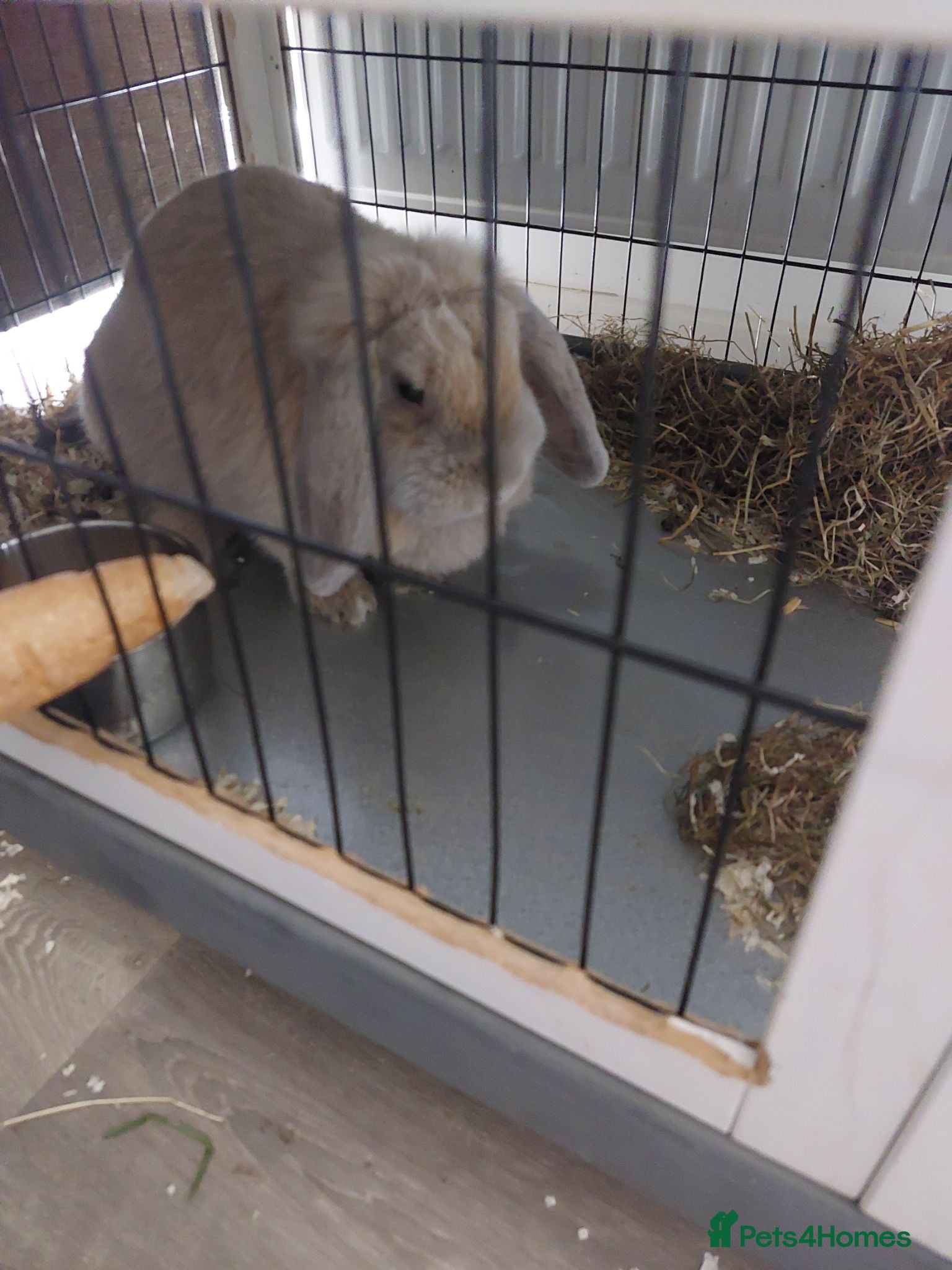 Mini Lop rabbits Doe mini lop 10 months old..  - Advert 4