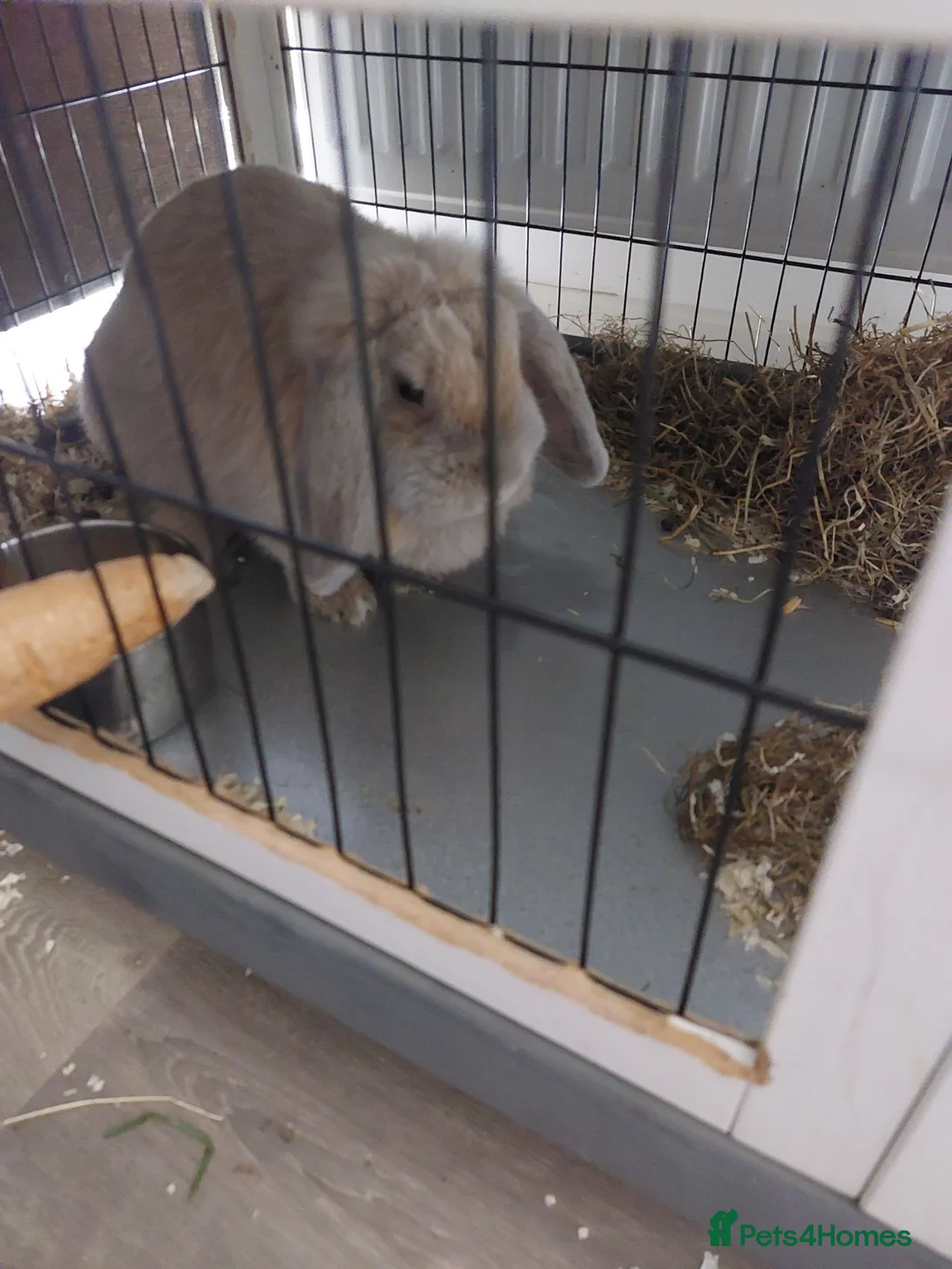 Mini Lop rabbits for sale: Doe mini lop 10 months old..  - Advert 1