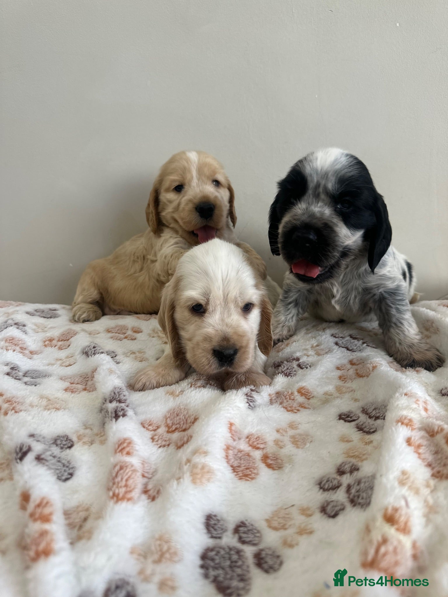 Cocker Spaniel dogs Show cocker spaniel for sale - Advert 2