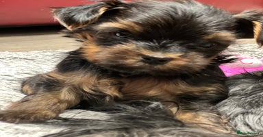 Yorkshire Terrier dogs Beautiful miniature Yorkie Biewer terriers - Advert 2