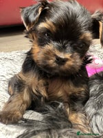 Yorkshire Terrier dogs Beautiful miniature Yorkie Biewer terriers - Advert 3