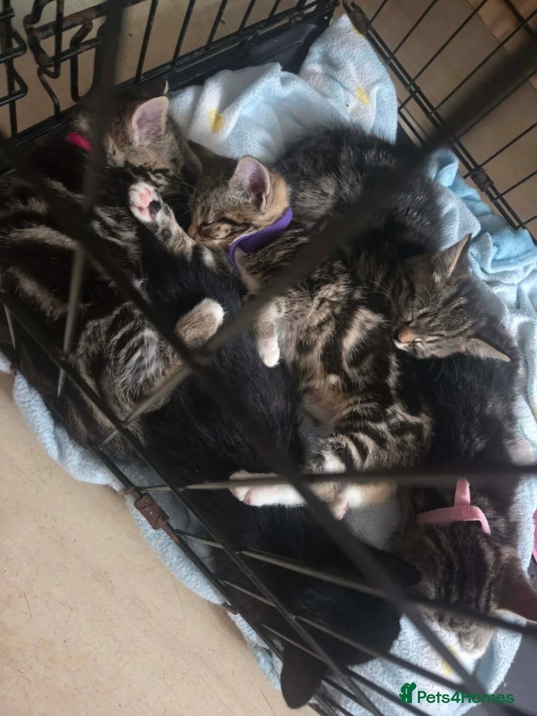 Mixed Breed cats for sale: 4 beautiful kittens ready for new homes - Advert 2