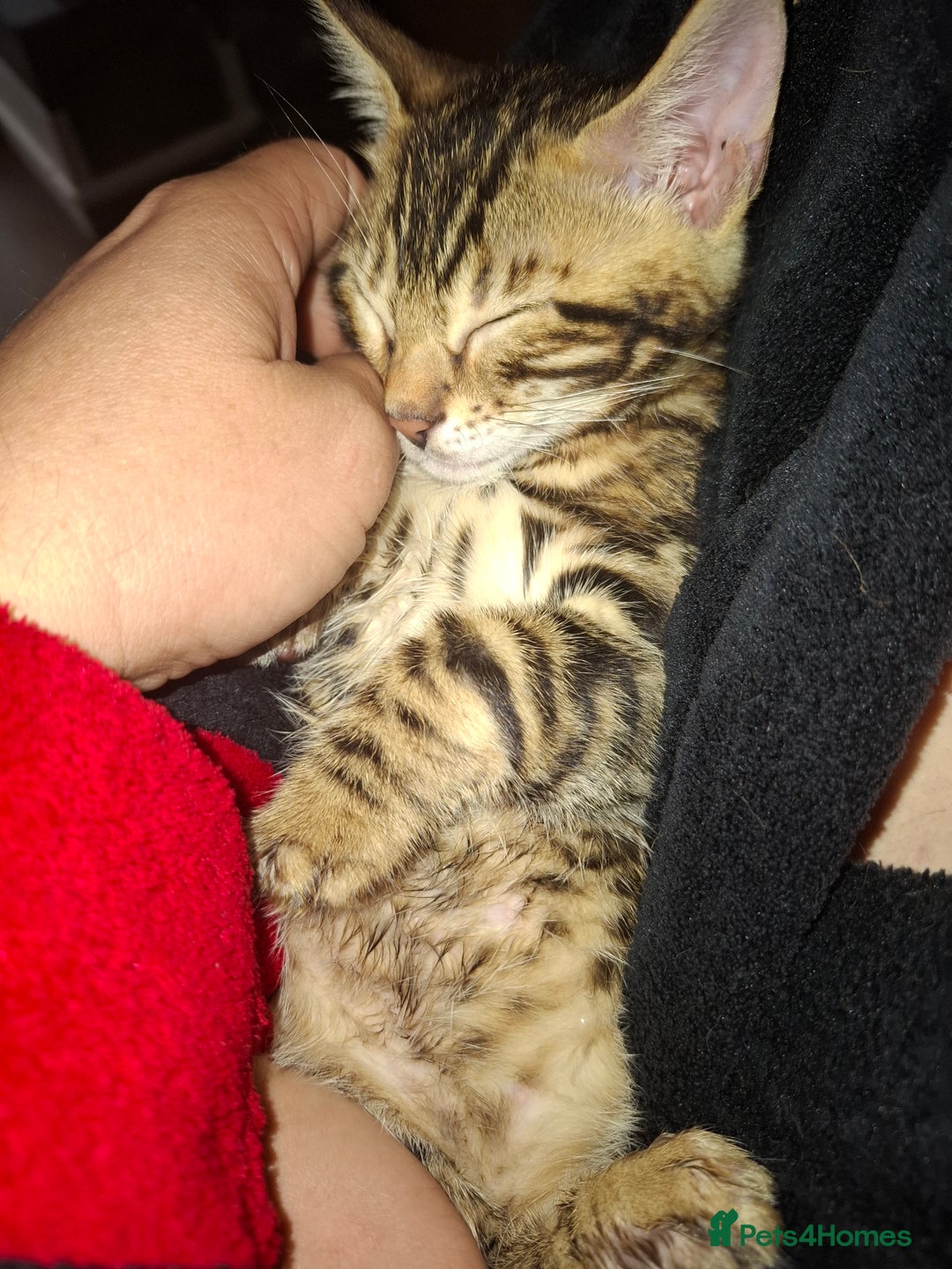 Bengal cats for sale: Show quality pure bengal kittens. - Image 33