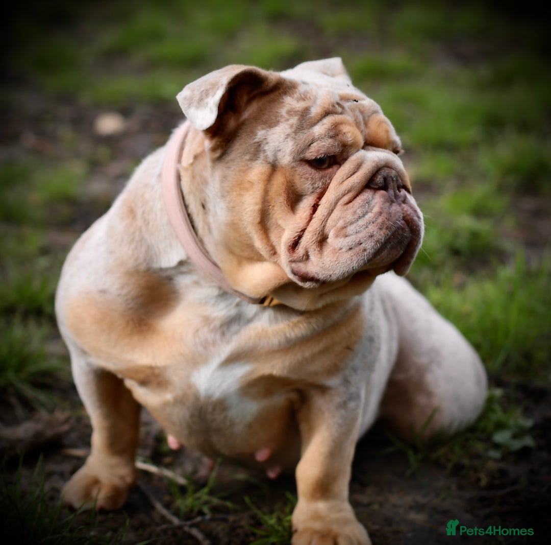 English Bulldog dogs for sale: English Bulldog Looking for a Forever Home  - Image 1