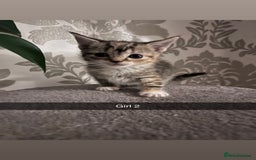 Mixed Breed cats for sale: 2 girls one boy  - Image 1
