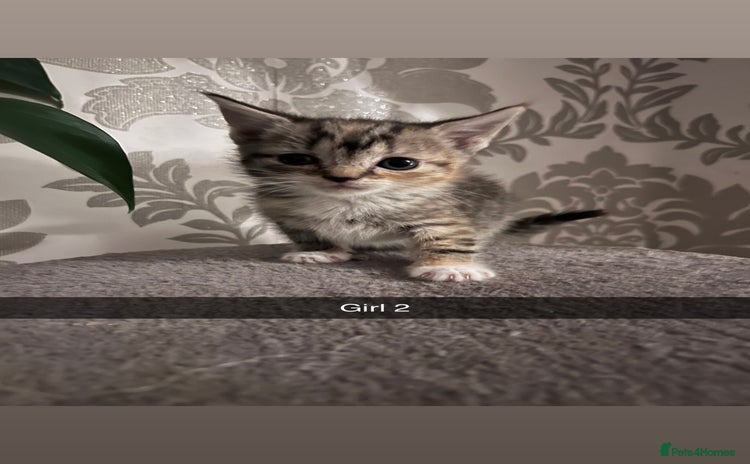 Mixed Breed cats - Advert 3