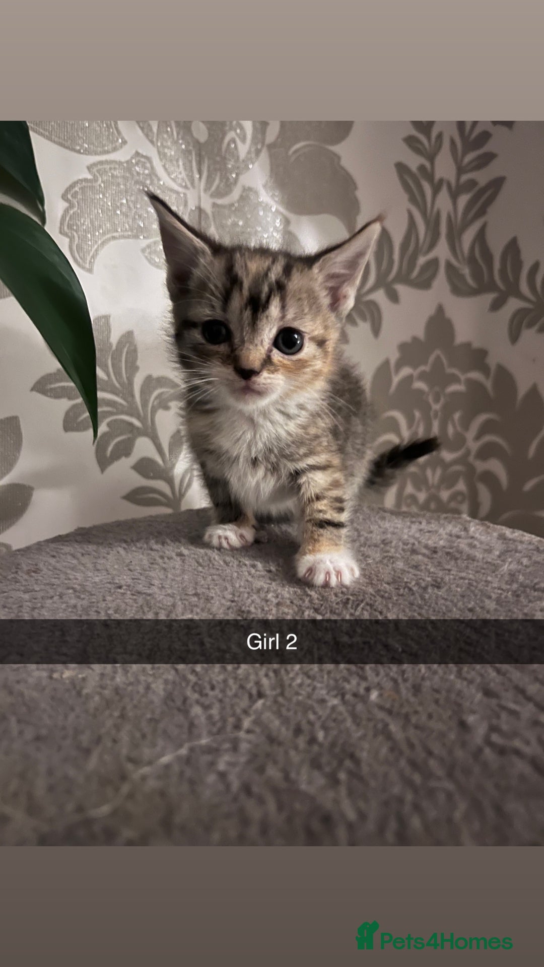 Mixed Breed cats for sale: 2 girls one boy  - Image 1