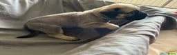 Presa Canario dogs for sale: Presa Canario Puppies Availale  - Advert 40