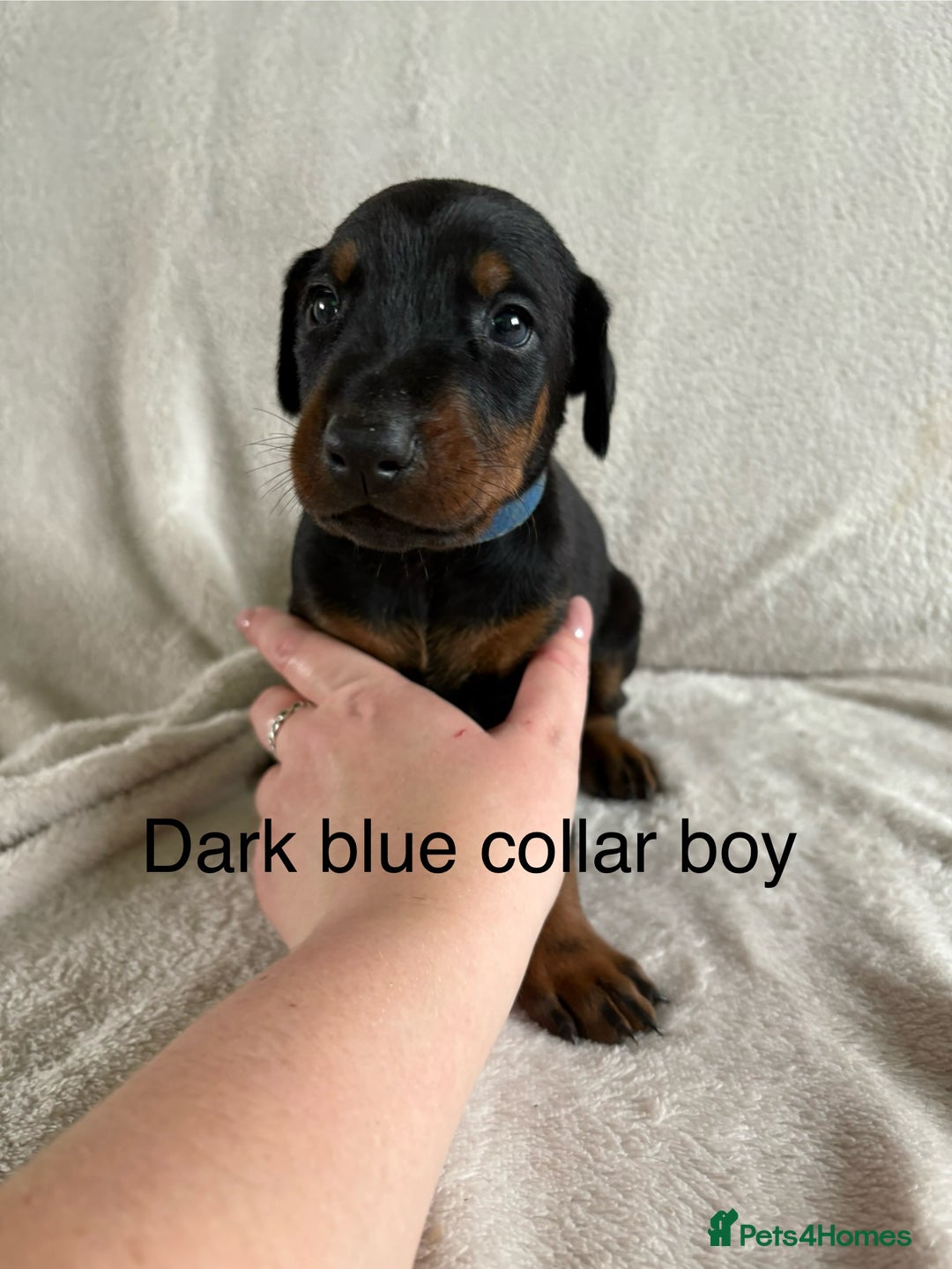 Dobermann dogs for sale: Beautiful European KC reg Doberman Puppies - Image 22