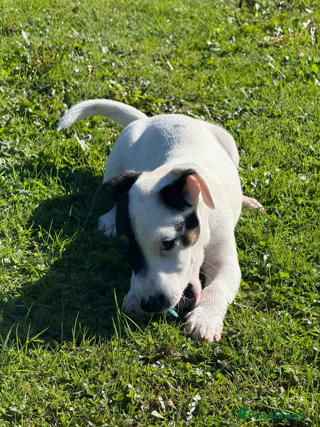 Jack Russell dogs for sale: Traditional MALE Jack Russell  - Image 5